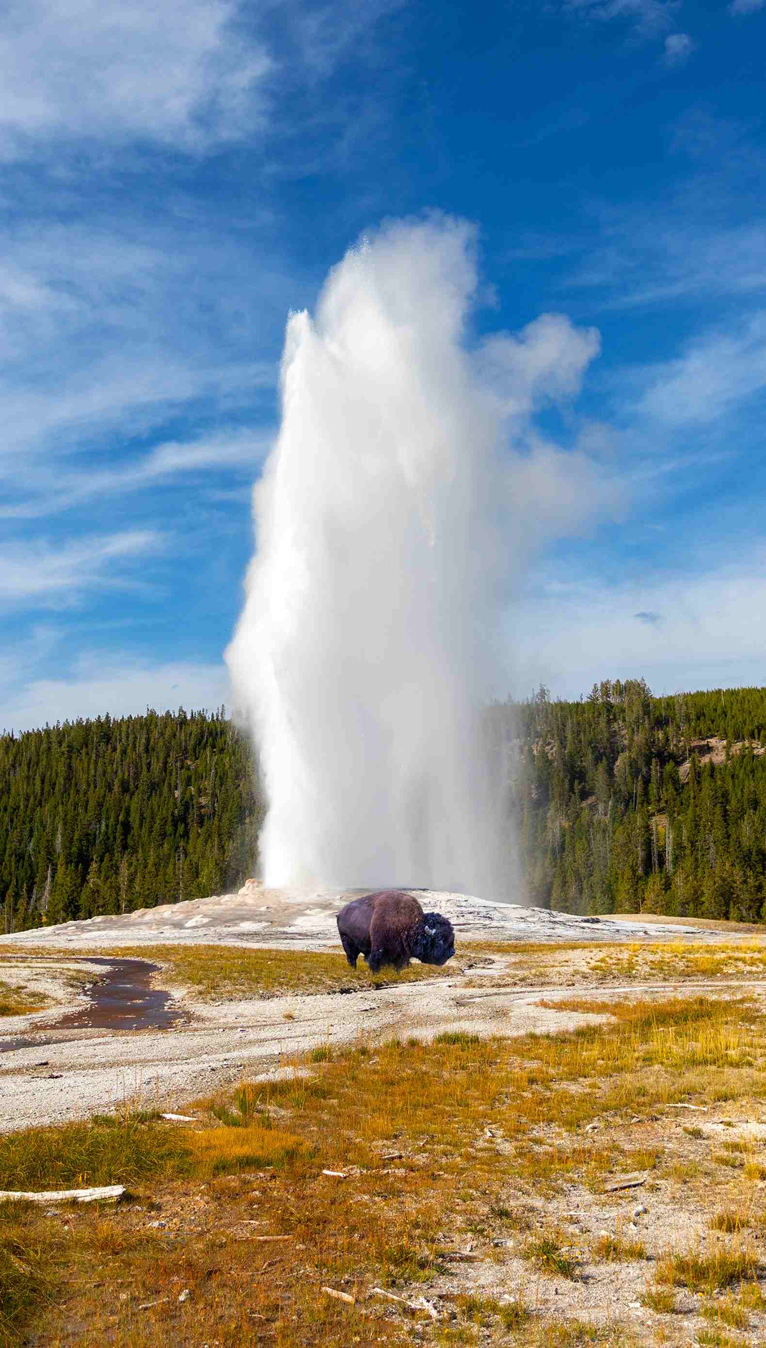 Buffalo in front of a geyser